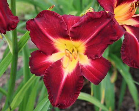 Garrett Allen - Strictly Daylilies