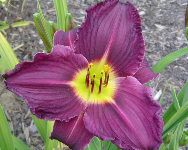 Grape Velvet - Strictly Daylilies