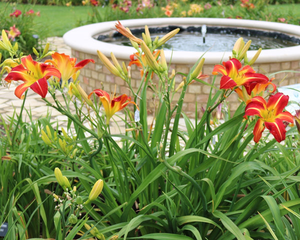 Gryphon Prague Gothic - Strictly Daylilies