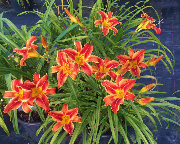 Heavenly Fire and Ice