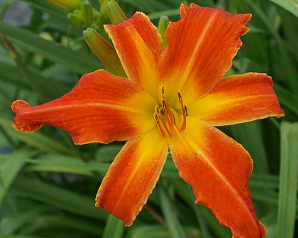Heavenly Orange Blaze - Strictly Daylilies
