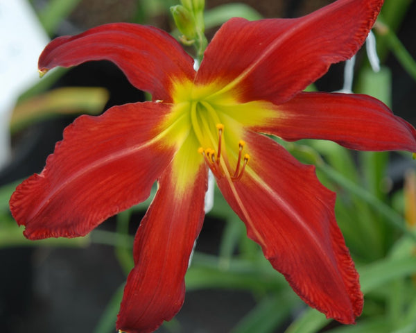 Heavenly United We Stand - Strictly Daylilies