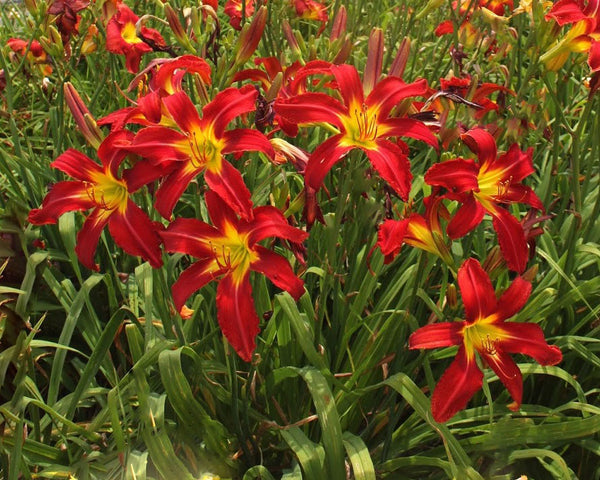 Heavenly United We Stand - Strictly Daylilies