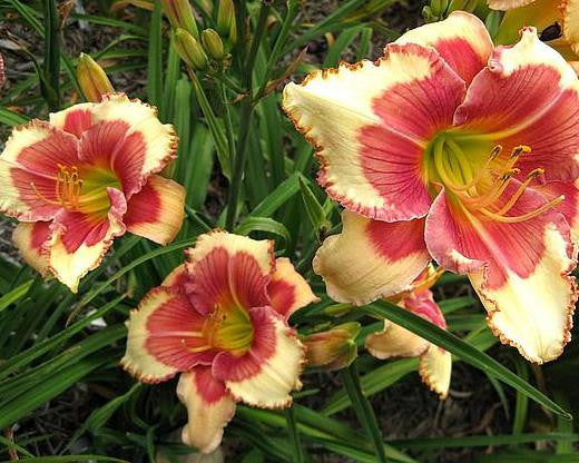 Hello Screamer - Strictly Daylilies