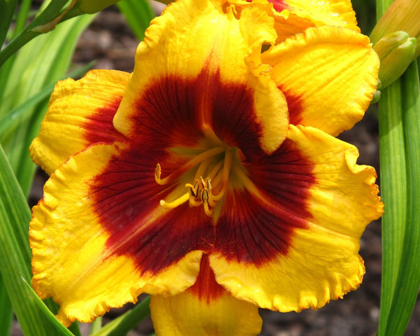 Henry D. Allnutt - Strictly Daylilies