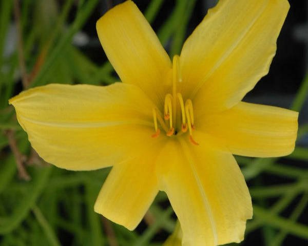 Hyperion - Strictly Daylilies