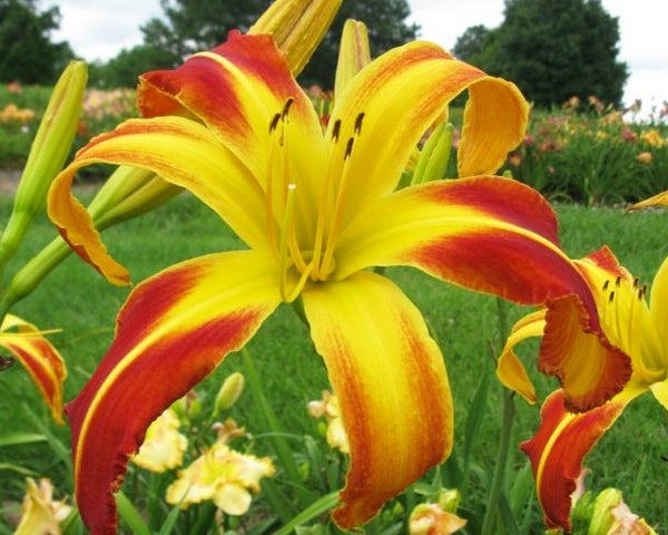 I'm a King Bee - Strictly Daylilies