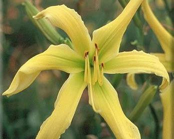 It's Soul Time - Strictly Daylilies