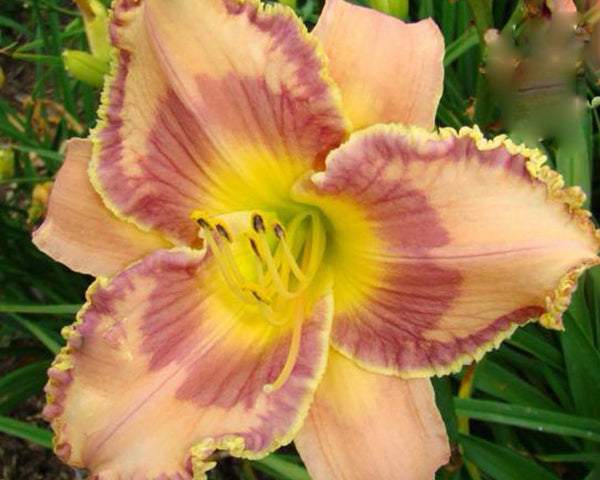 Itza Mirage - Strictly Daylilies