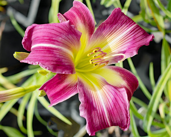 Lightning Strikes Twice