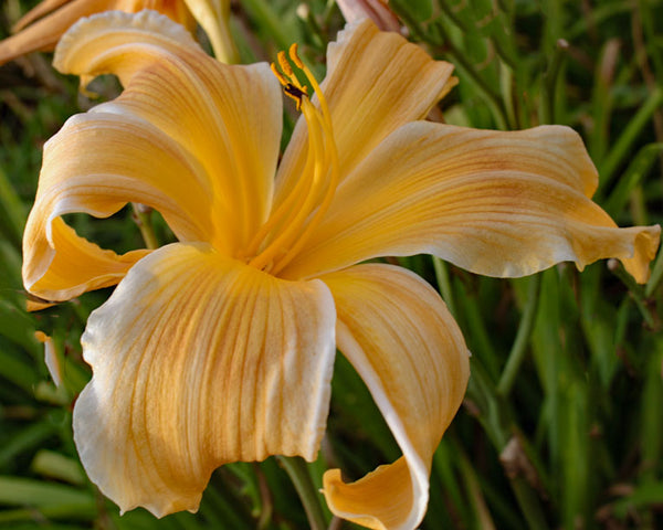Lilly Dache