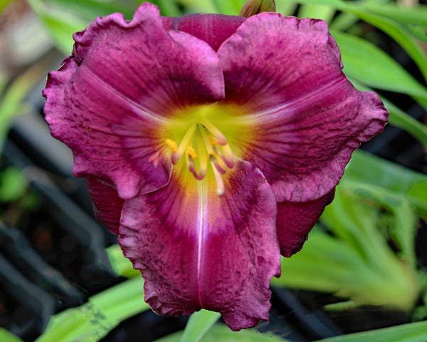 Lost in the Translation