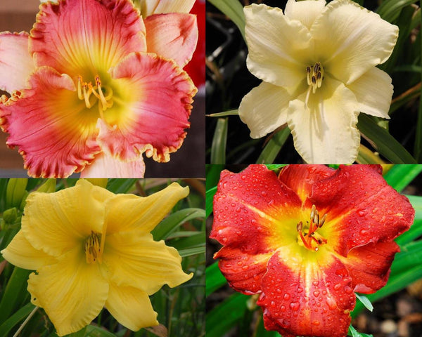 Lucky Dip Plants - A Collection of 5