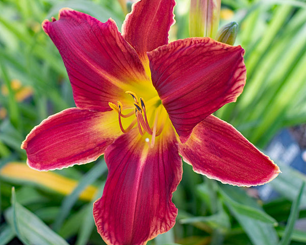 My Heart Belongs to Daddy