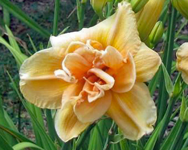 Peach Magnolia