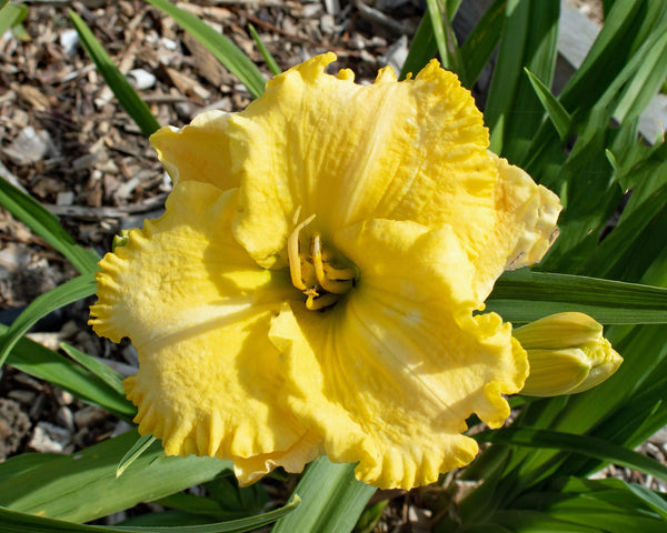 Ruffled Lemon Lace