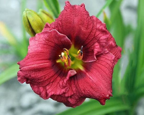 Siloam Grace Stamile