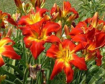All American Chief - Strictly Daylilies