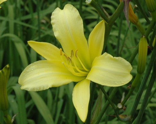 Altissima - Strictly Daylilies