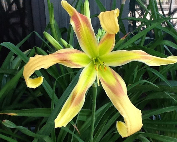 Belly Button Slipknots - Strictly Daylilies