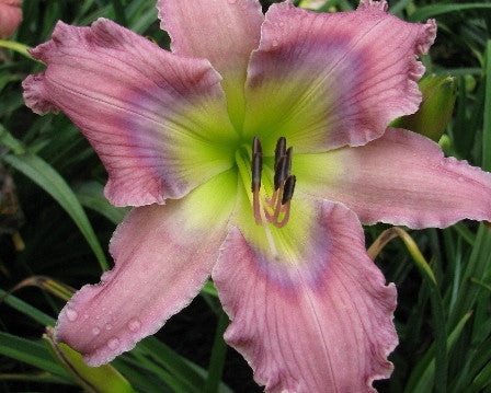 Bonibrae Blue-eyed Baby - Strictly Daylilies