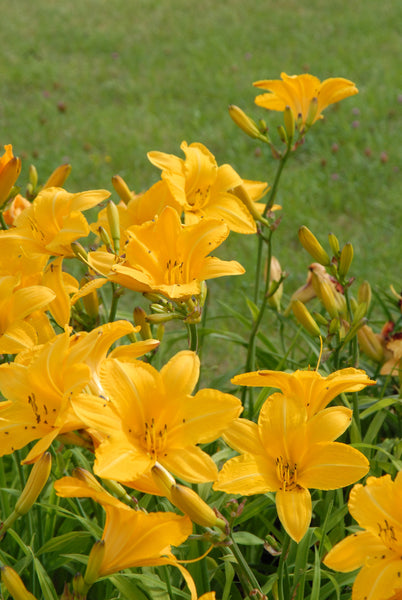 Cartwheels - Strictly Daylilies