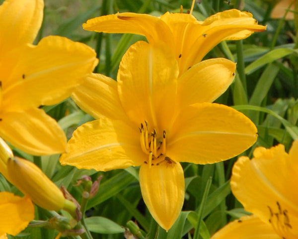 Cartwheels - Strictly Daylilies