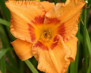 Cherry Eyed Pumpkin - Strictly Daylilies