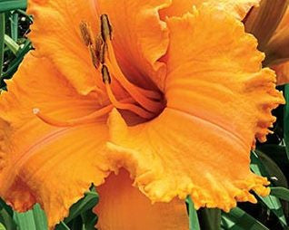 Colonel Mustard - Strictly Daylilies