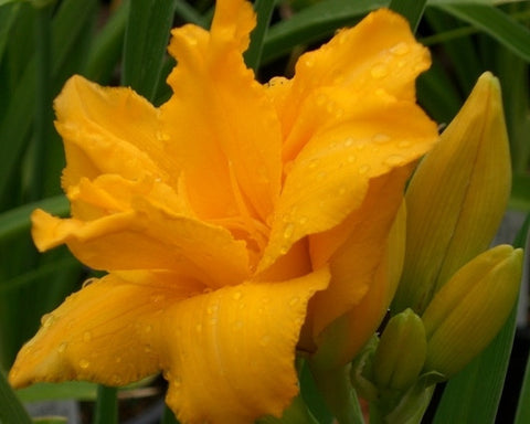 Condilla - Strictly Daylilies