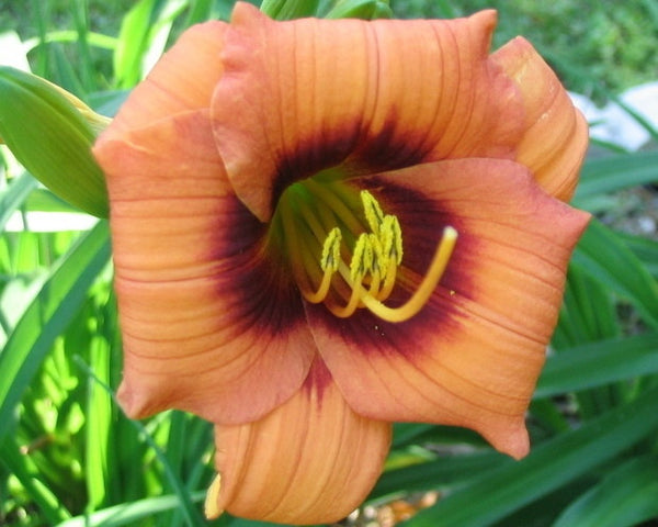 Cosmic Hummingbird - Strictly Daylilies