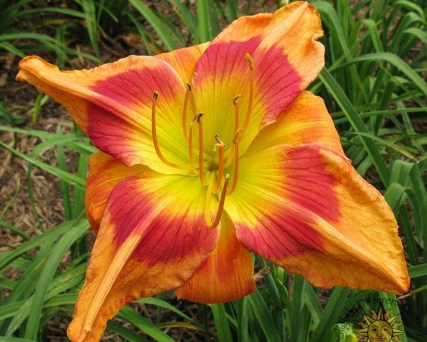 Crazy Mr Jim - Strictly Daylilies