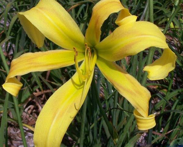 Curly Cinnamon Windmill - Strictly Daylilies