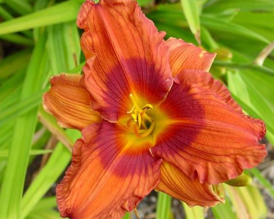 Duke of Durham - Strictly Daylilies