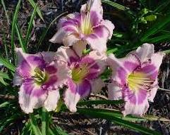 Edge Ahead - Strictly Daylilies