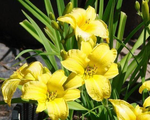 Eenie Weenie - Strictly Daylilies