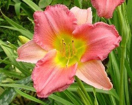 Final Touch - Strictly Daylilies