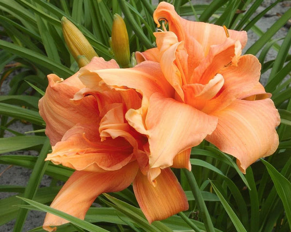 Flower Basket - Strictly Daylilies
