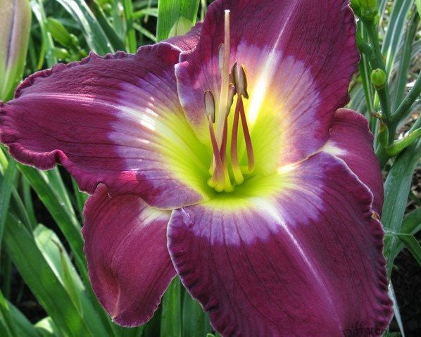 Galileo - Strictly Daylilies