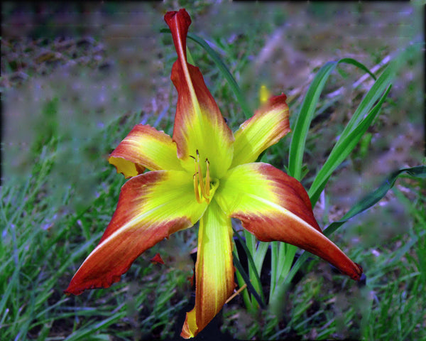 Hexagon - Strictly Daylilies