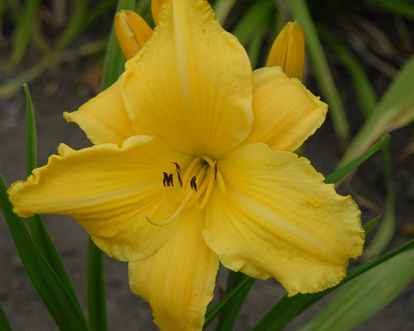 Humdinger - Strictly Daylilies