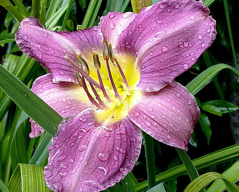 Prairie Blue Eyes