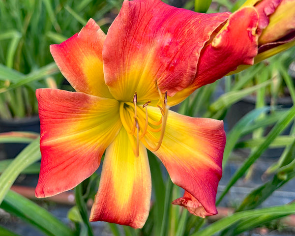 Name Your Own 15621-10