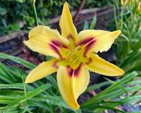 Name Your Own 15711-2