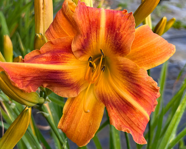 Name Your Own 16222-4