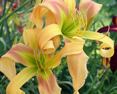 Dances with Giraffes