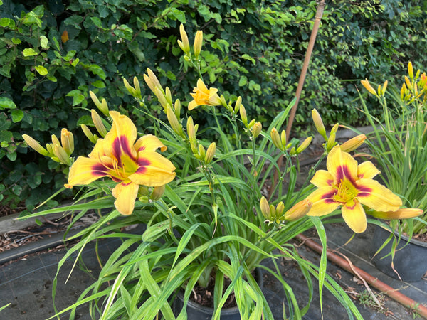 Name Your Own 15711-2