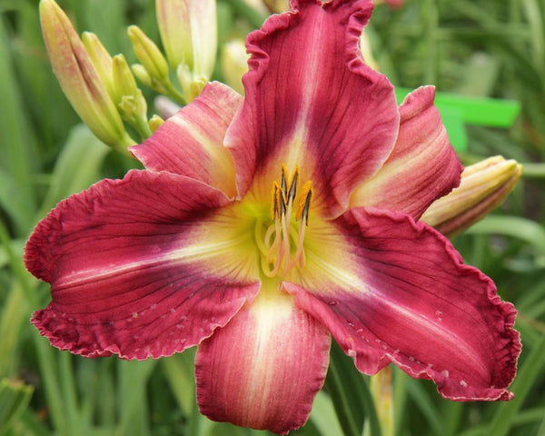 Papa Goose Gets Jiggy