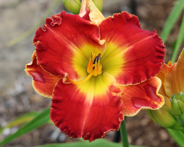 Pretty, Pretty Please