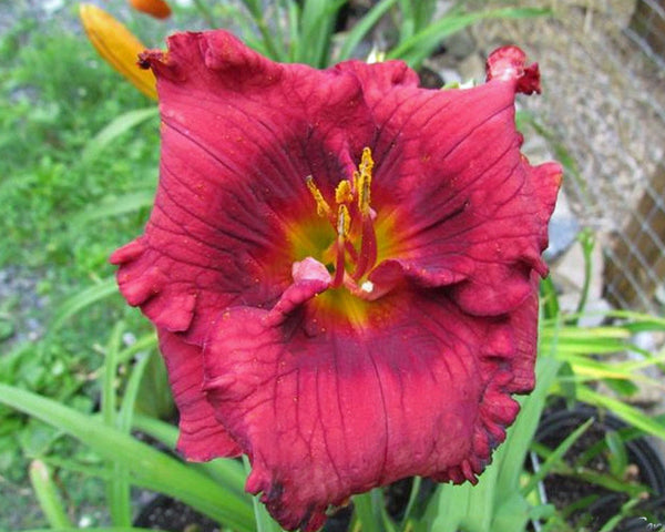 Santa's Little Helper